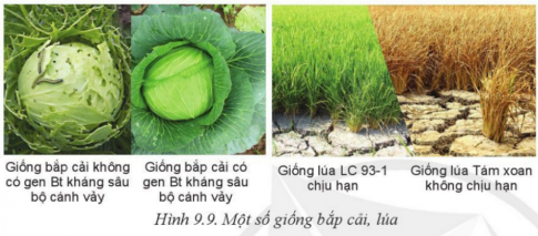 BÀI 9: GIỐNG CÂY TRỒNG