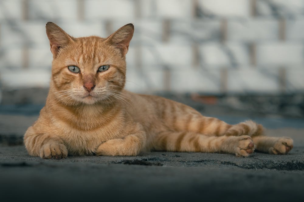 Ginger Cat Lying on Ground