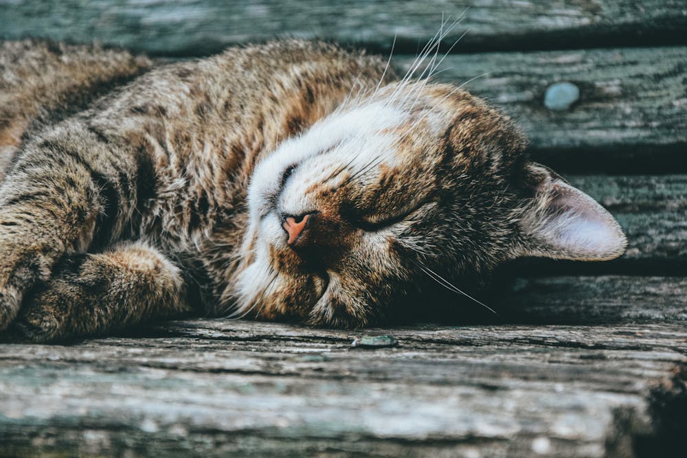 Close-up of a Tabby Cat Lying and Sleeping on a Wooden Surface