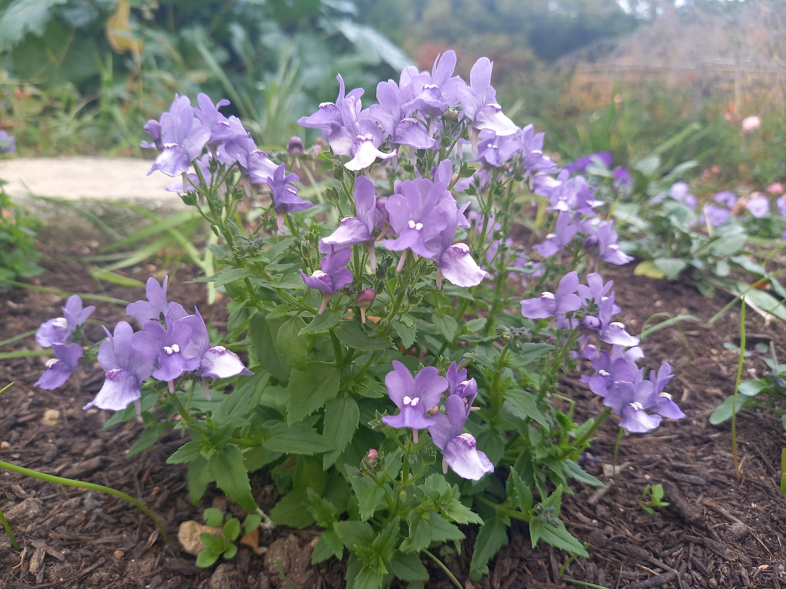 紫色の可憐な花