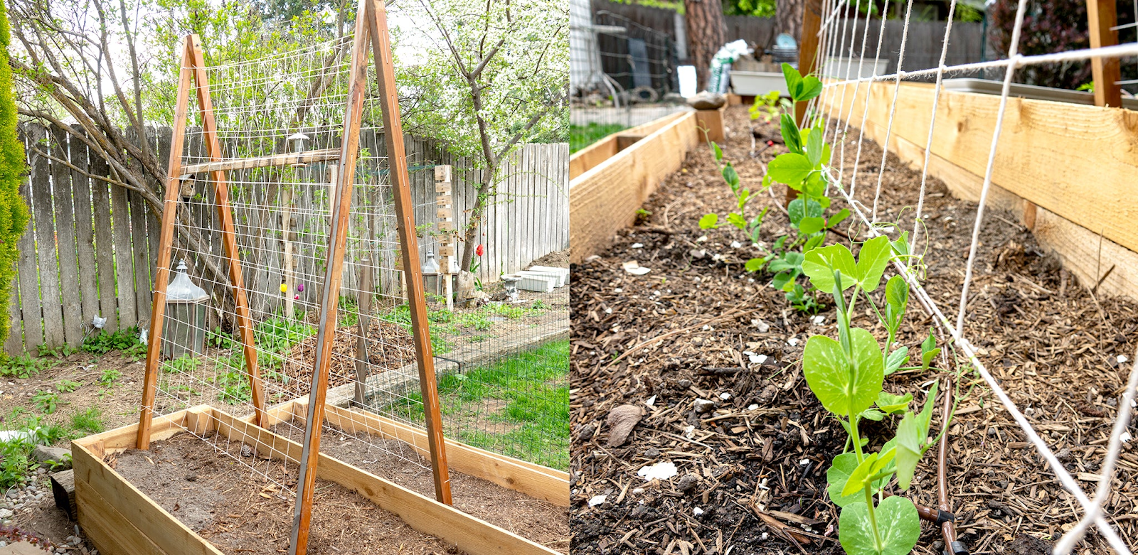 How to Make Trellis for Peas Support