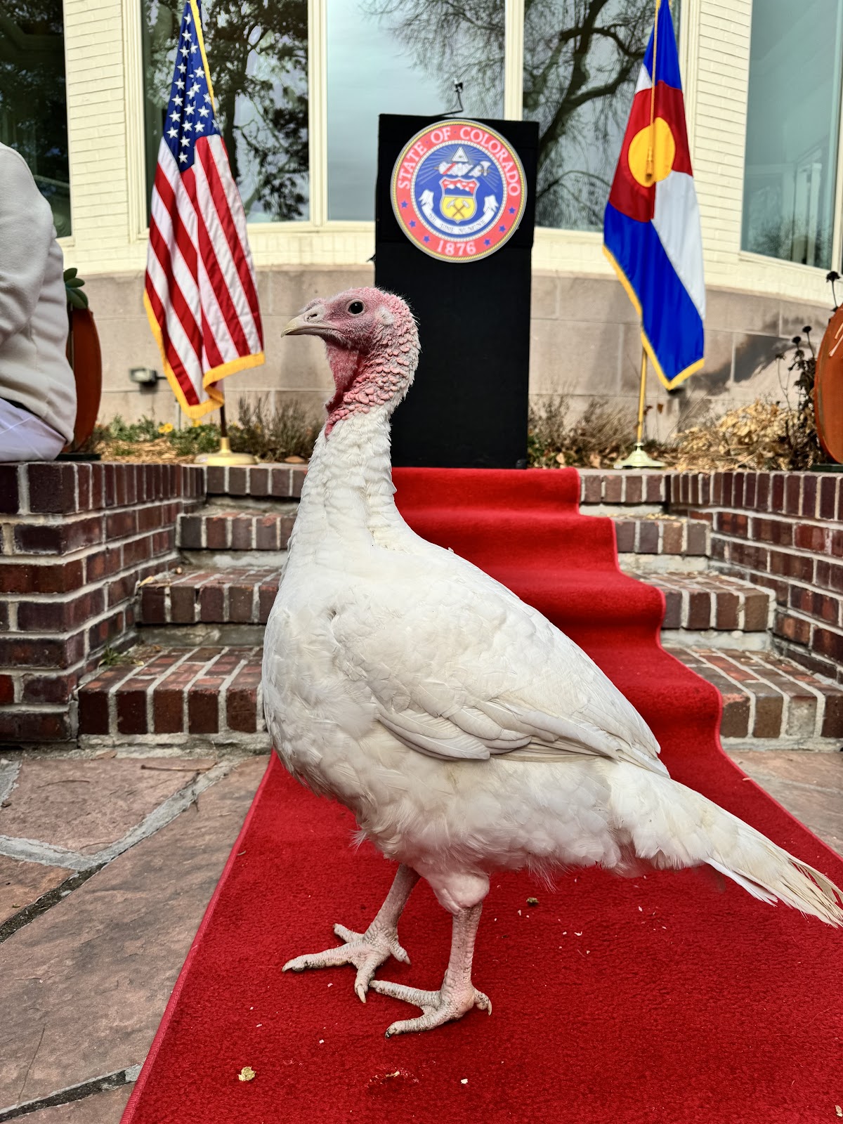 Lady Riketa Featherington, Female Turkey