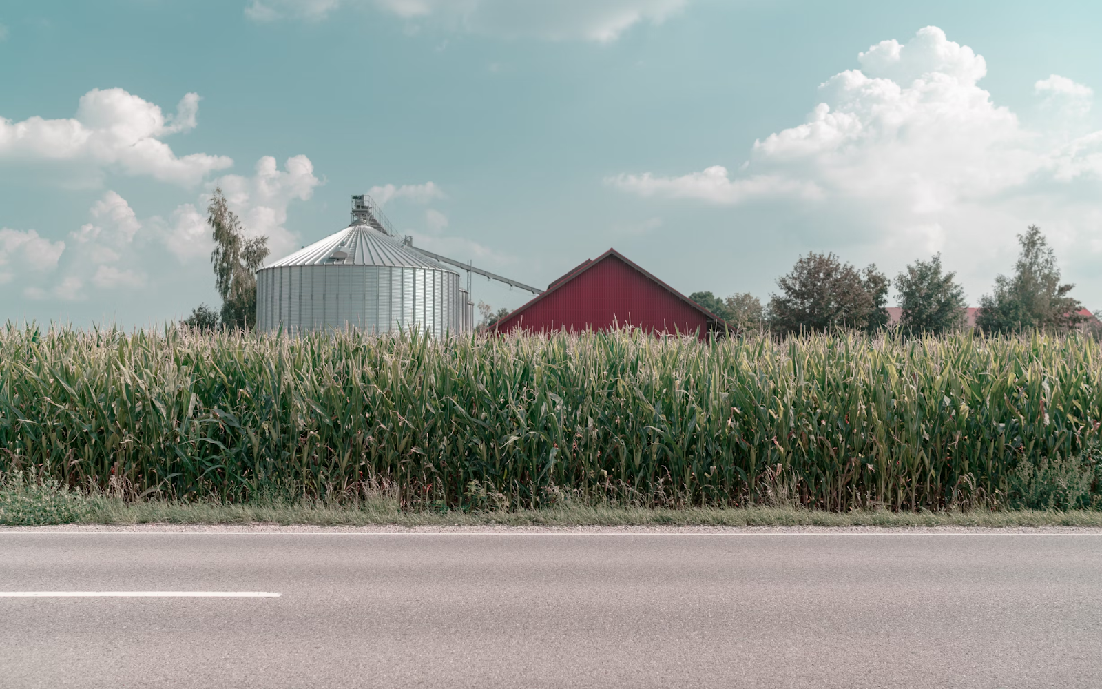 A grain silo and barn in the middle of a cornfield