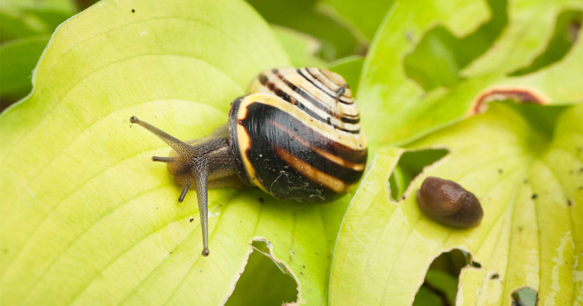 Slug and Snail Control