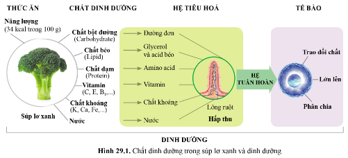 BÀI 29 - DINH DƯỠNG VÀ TIÊU HÓA Ở NGƯỜI