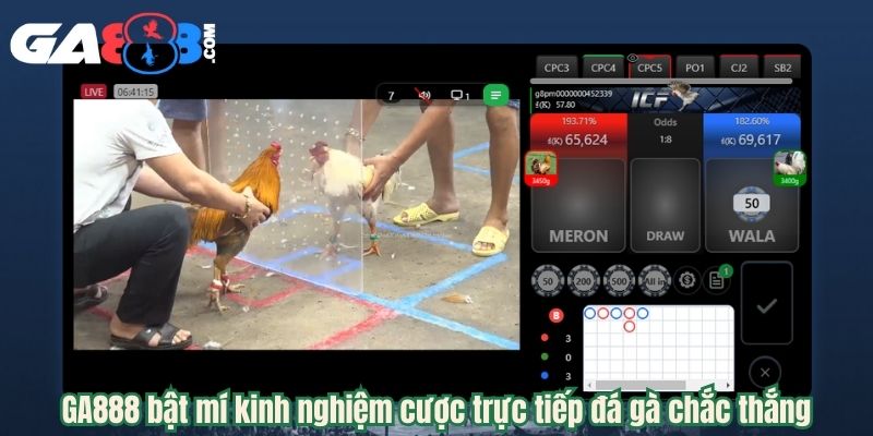 GA888 bật mí kinh nghiệm cược trực tiếp đá gà chắc thắng