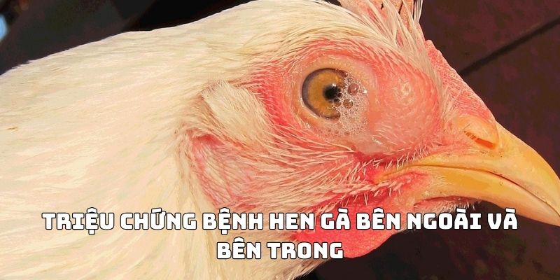 Các triệu chứng thường thấy bên ngoài và bên trong khi gà mắc bệnh hen