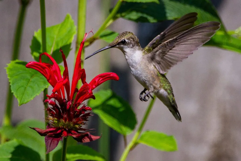 Designing a Pollinator-Friendly Garden