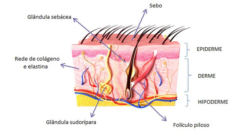 A PELE E SEUS ANEXOS – Maximus Clinica e Estética