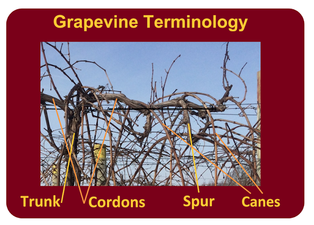 A picture of the upper portion of a dormant grapevine with a maroon background reading, "Grapevine terminology" with terms, "Trunk" "Cordon" "Spur" and "Canes" below the picture, which are pointing to their anatomical parts.