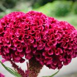 100 flowers name in punjabi
