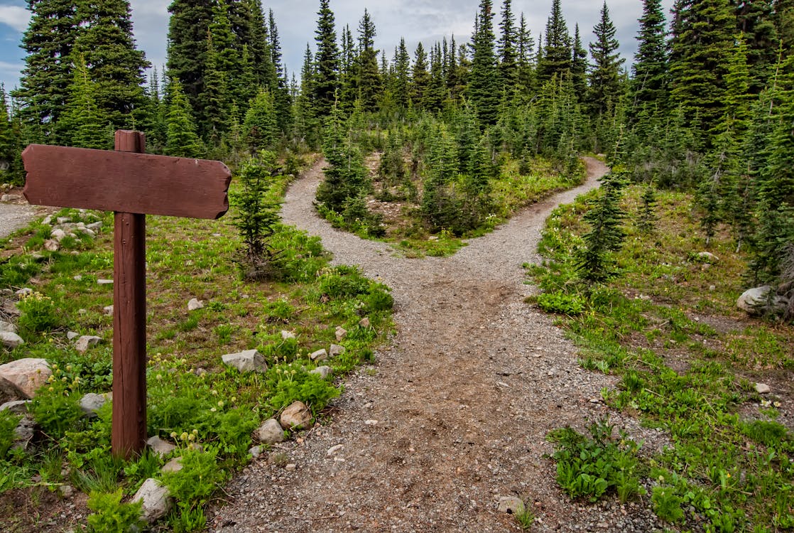 Natural fork in the road that represents you life's choice 