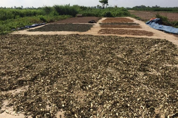 Mã ngành 0163 chuyên về dịch vụ xử lý và bảo quản nông sản sau thu hoạch