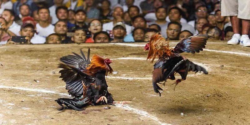 Điểm qua những hình thức tham gia cược chiến kê tại đây