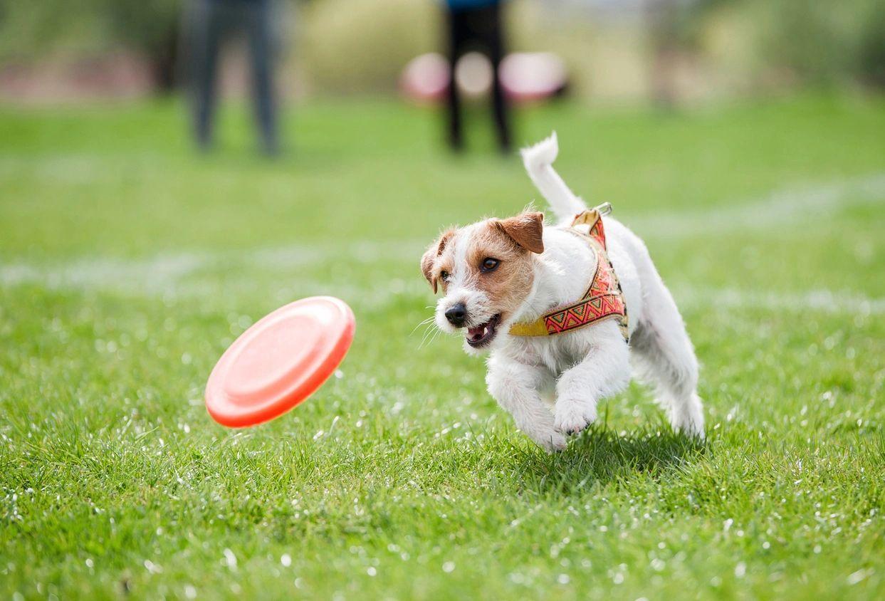 jack russell terrier chasing a frisbee