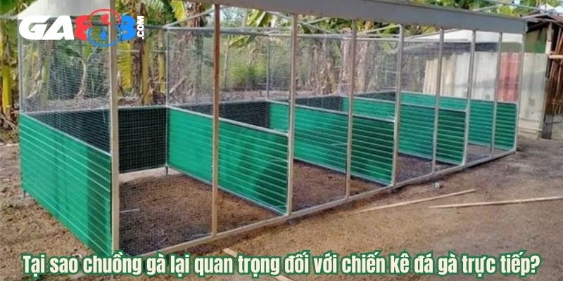 Tại sao chuồng gà lại quan trọng đối với chiến kê đá gà trực tiếp?