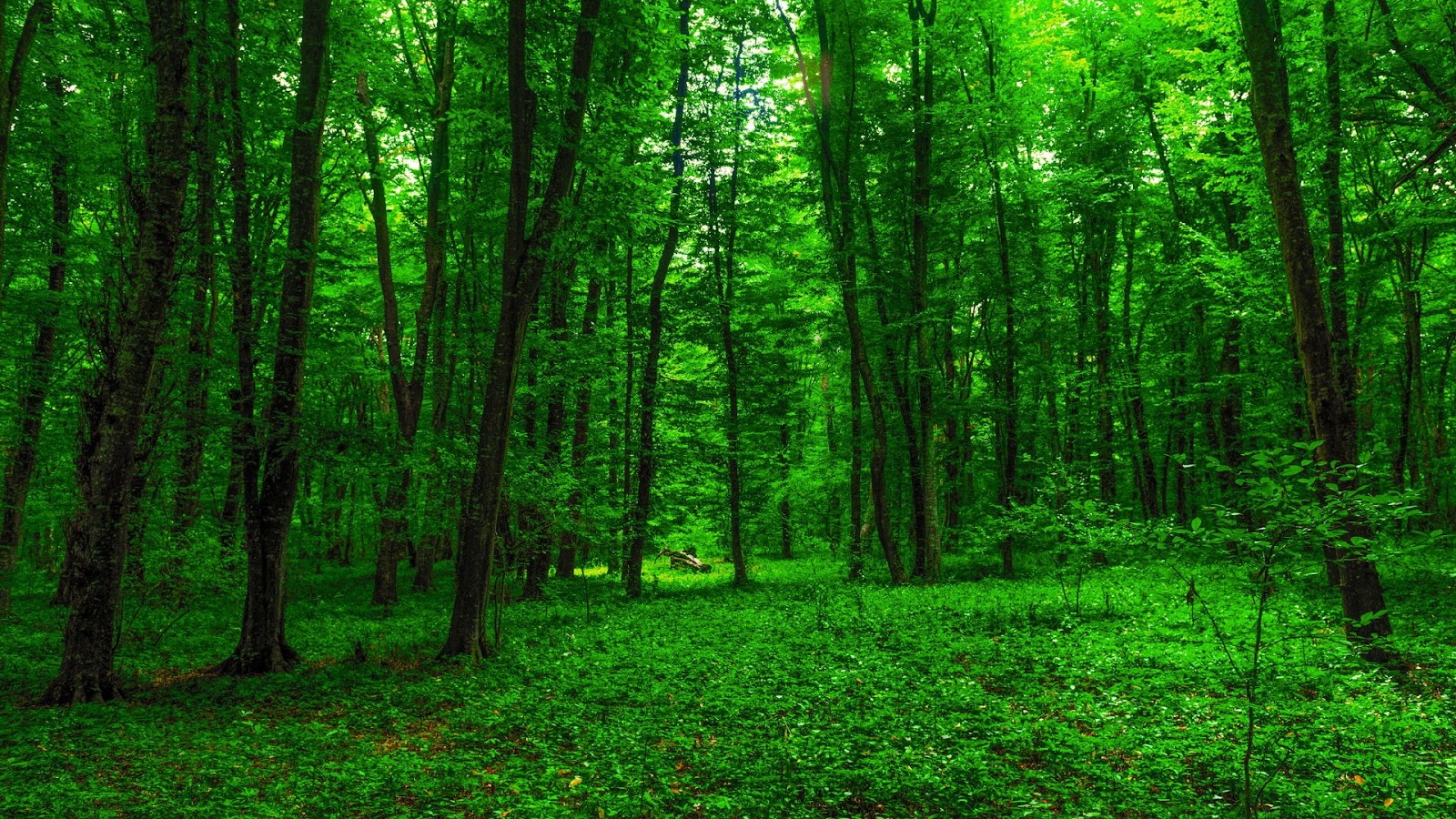 Forests ‘Remember’ Climate Change