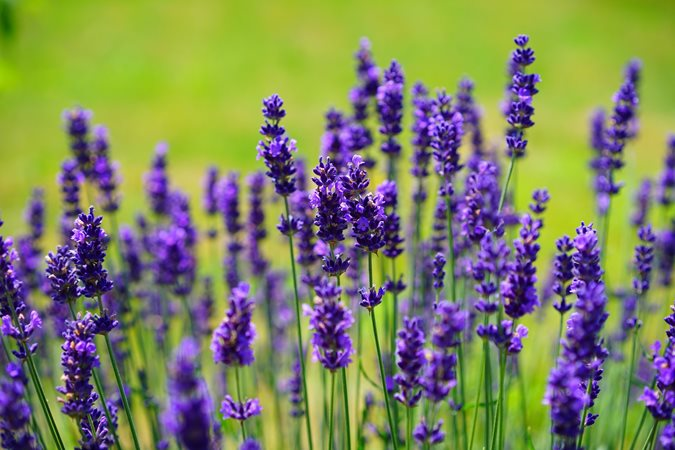 Lavender Origin and History