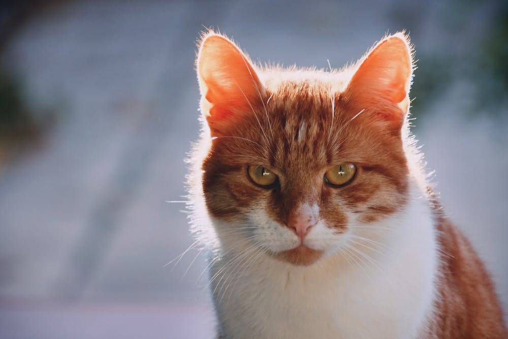 Cat in Close Up Photography