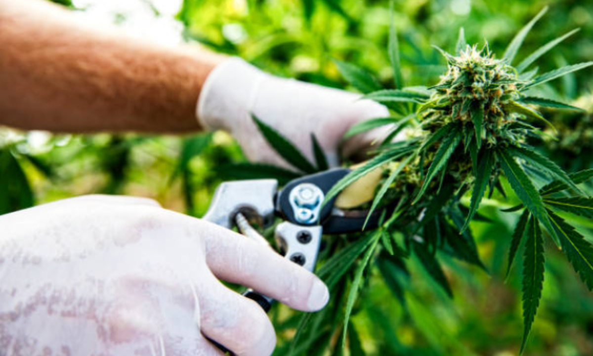 Common Mistakes to Avoid When Harvesting Cannabis