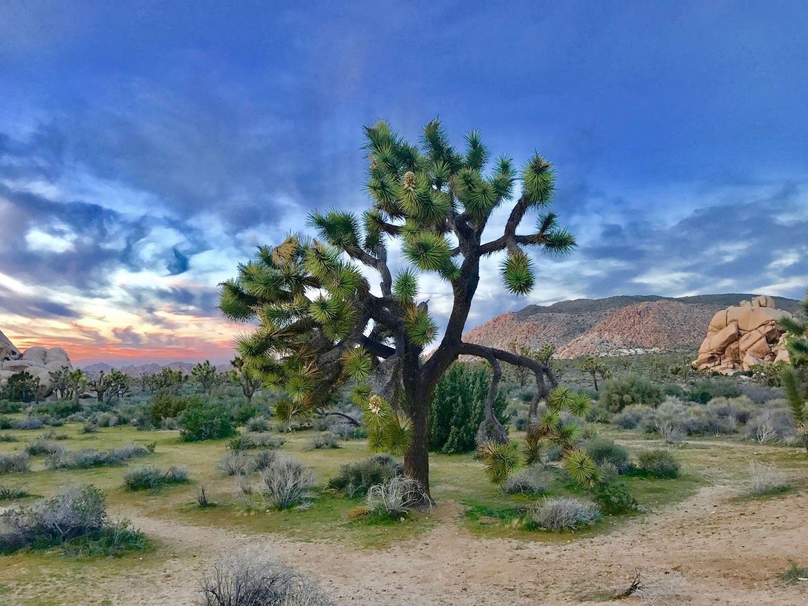 Spooky Joshua Tree