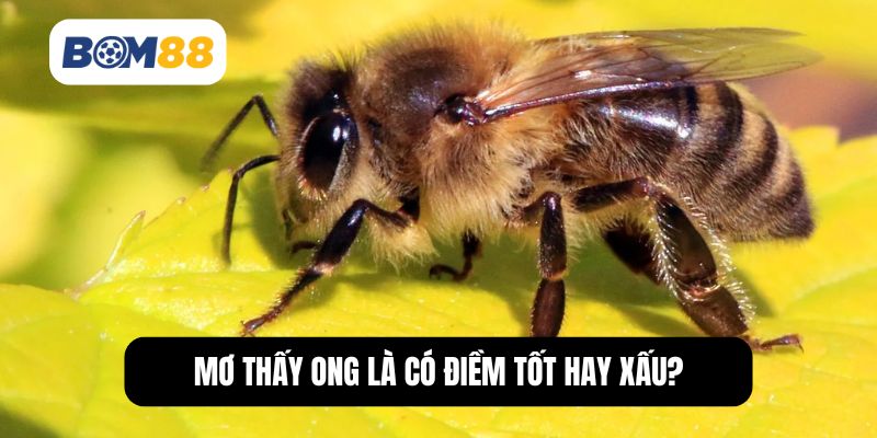 Mơ thấy ong là có điềm tốt hay xấu?