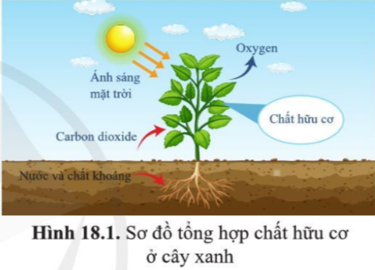 BÀI 18. QUANG HỢP Ở THỰC VẬT 