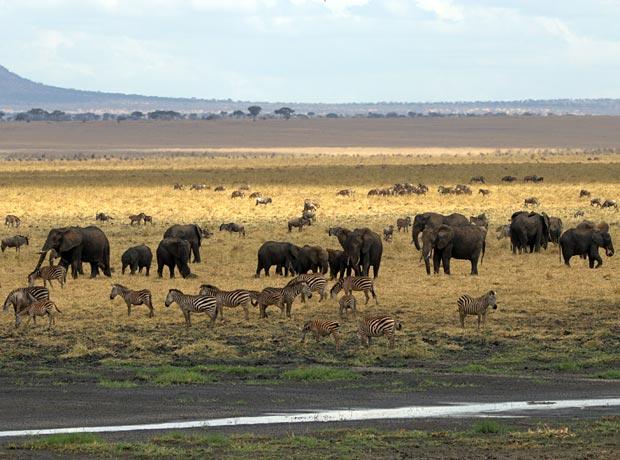 Elephants Zebras - Silale swamps