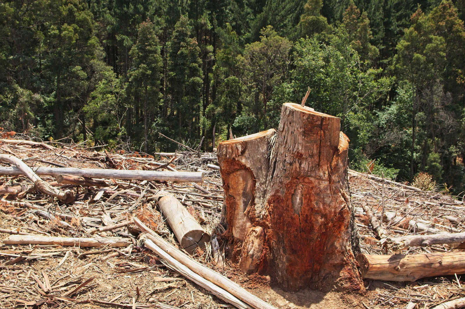 Environmental Devastation Due to Palm Oil