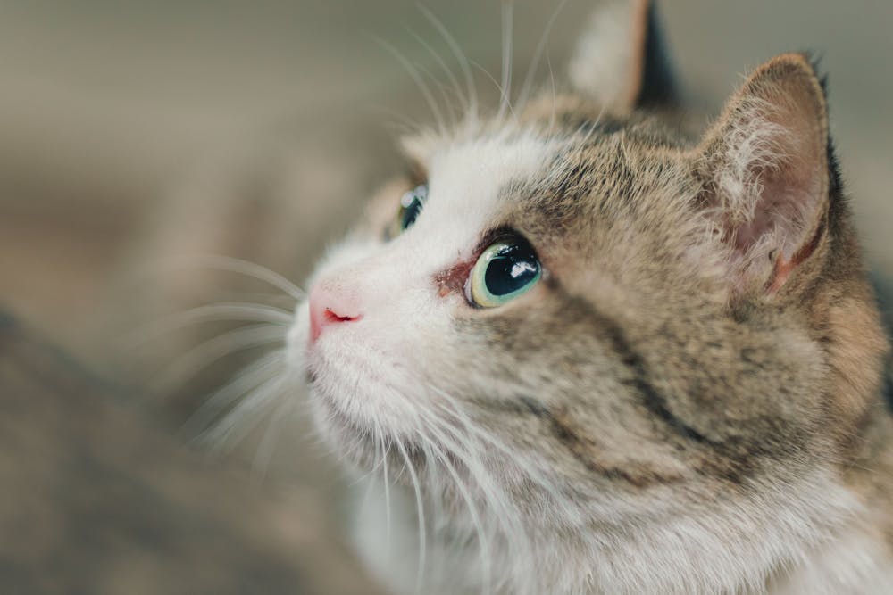 Close-up Shot of a Cat's Face