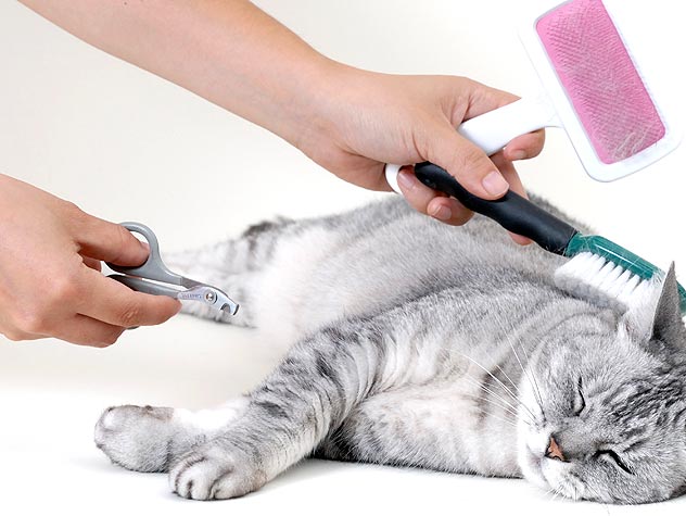 Common cat grooming mistakes