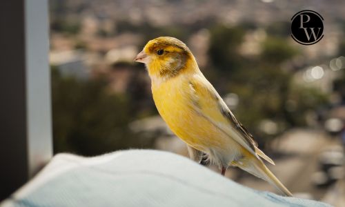 Canary
