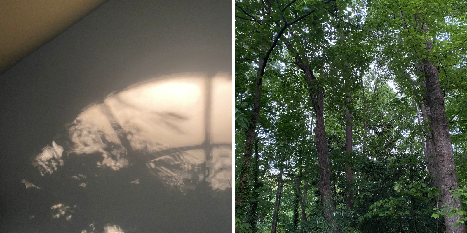 Images: Trees and their shadow captured in Atlanta, Georgia in May 2021. Photos by Jasmine Barnes