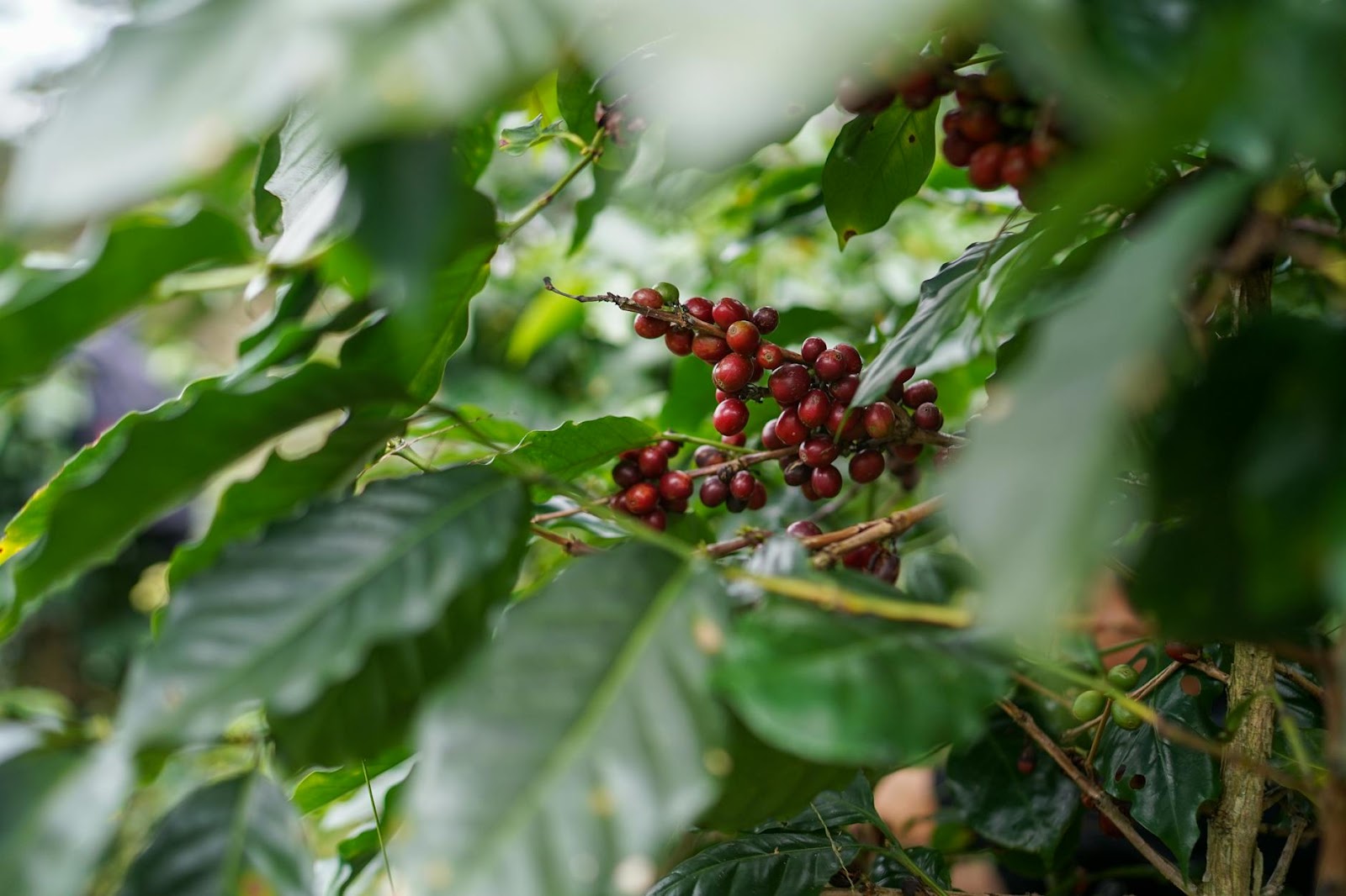 https://www.pexels.com/photo/ripe-arabica-coffee-cherries-on-branch-in-vietnam-30658799/