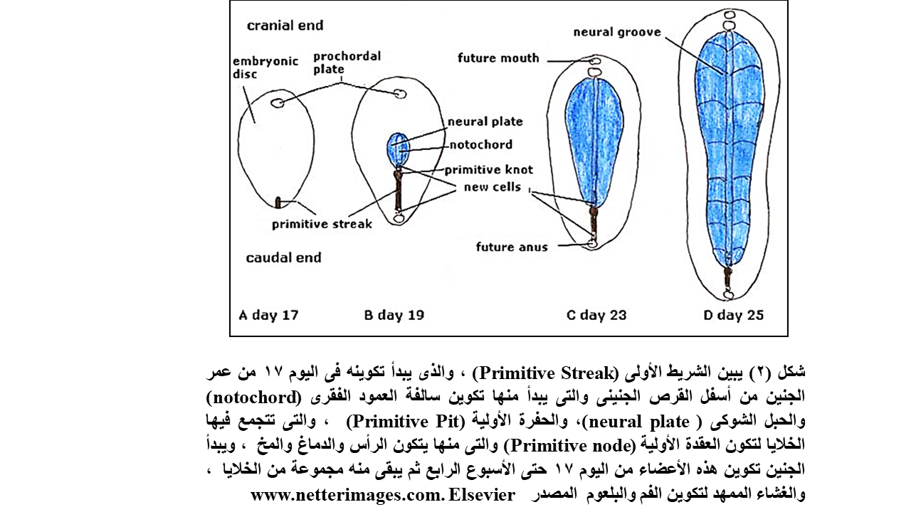 D:\مراسلات الإعجاز العلمى فى القرآن والسنة\محمد عاشور\صور لعجب الذنب\Slide3.PNG