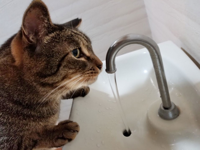 水を飲もうとしている猫