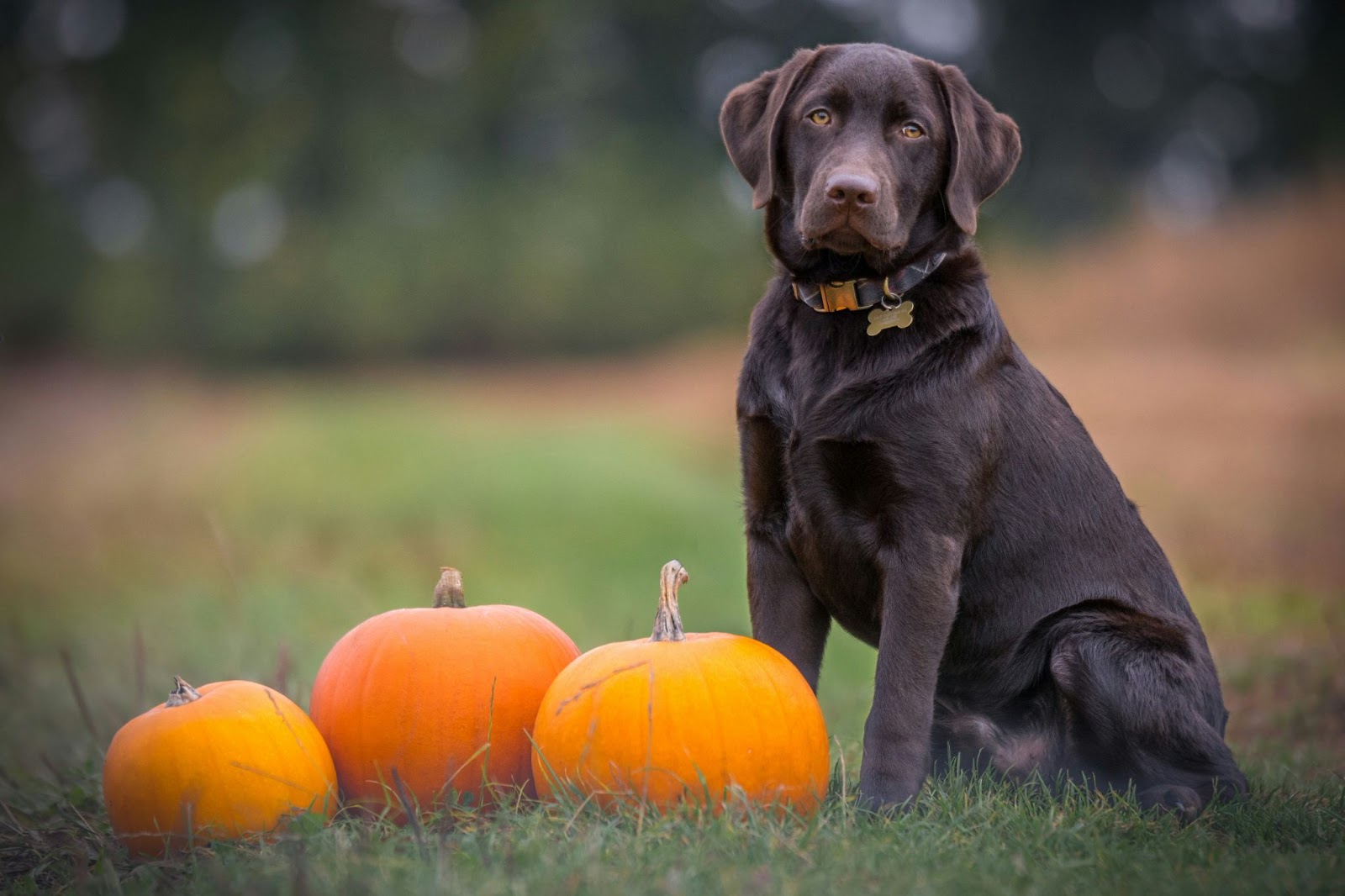 labrador retriever dog with pumpkins in field