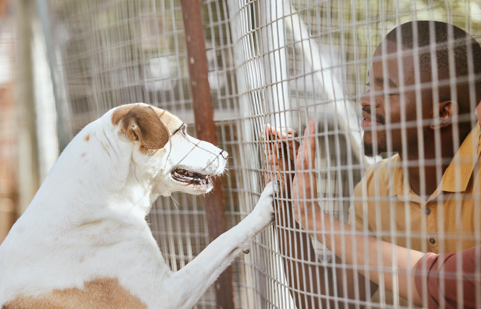 Un homme a retrouvé son chien dans un refuge