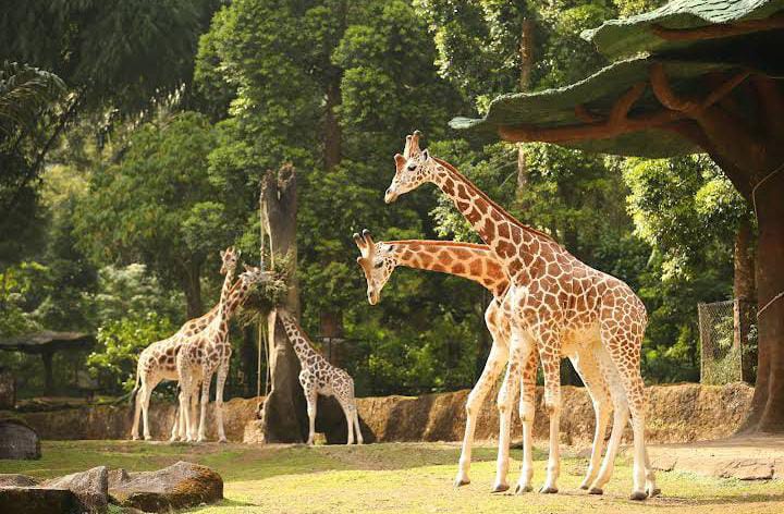 5 Rekomendasi Wisata Puncak