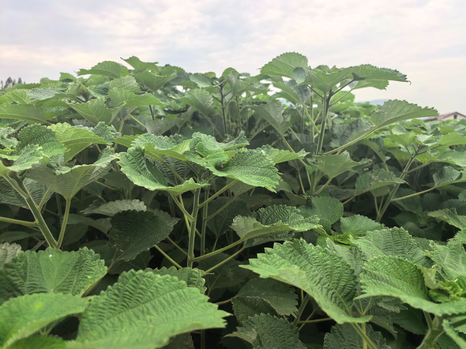 Mature ramie plants