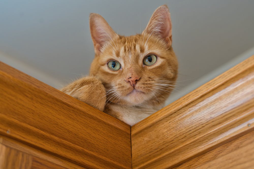 Close-Up Shot of an Orange Tabby Cat