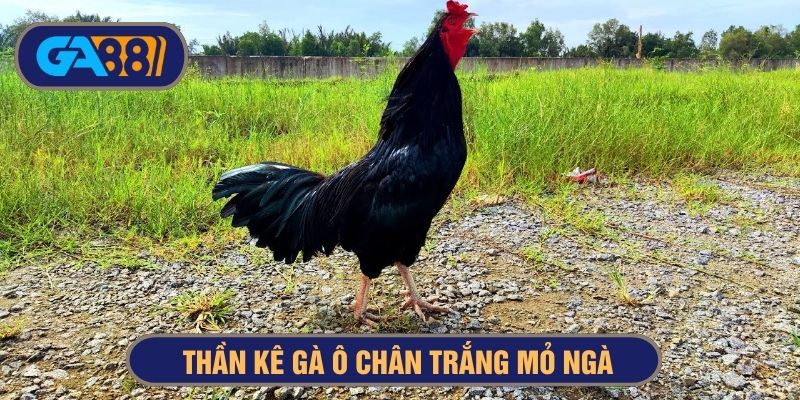 Giống gà ô chân trắng mỏ ngà chiến thắng trong nhiều trận đấu