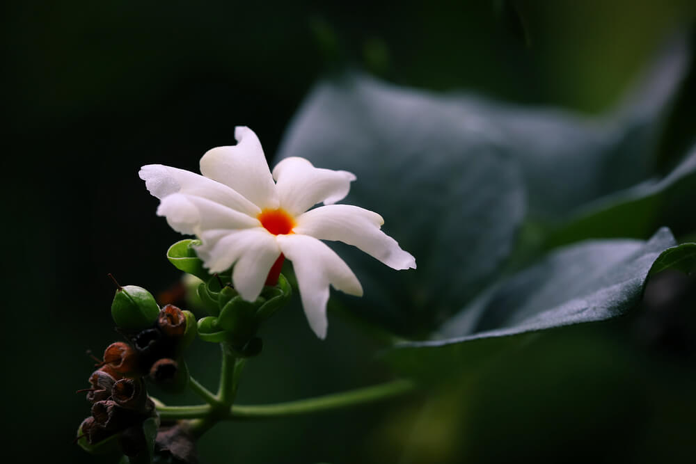 Night Flowering Jasmine