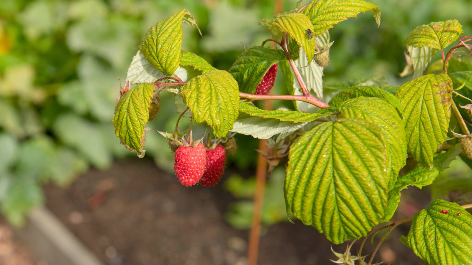 A shot of an autumn-bearing perennial plant, showcasing its leaves and red colored fruits in a well lit area outdoors.