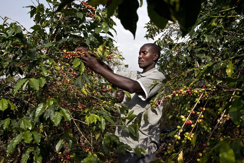 Robusta Coffee: The Bold, Resilient Warrior