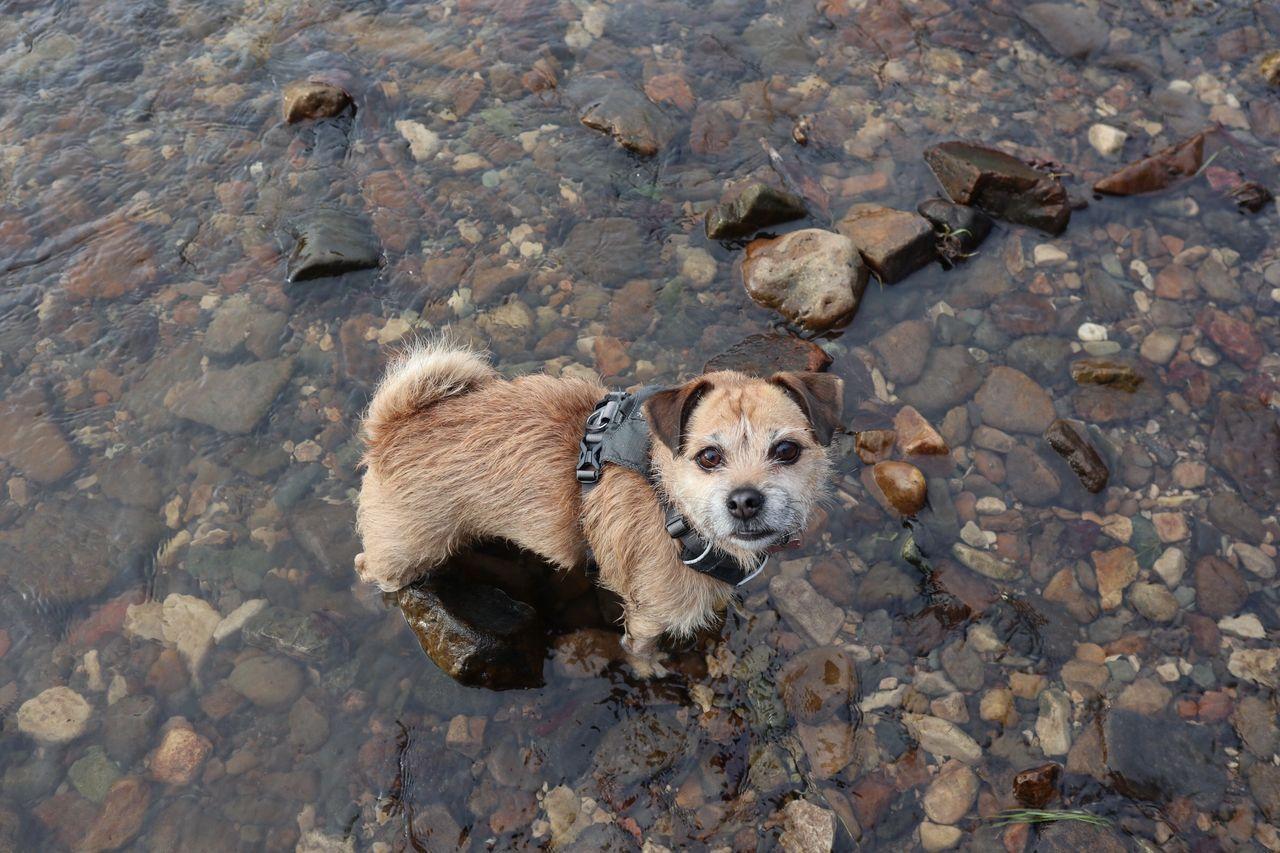 image shows a small pug cross jack russell in the river