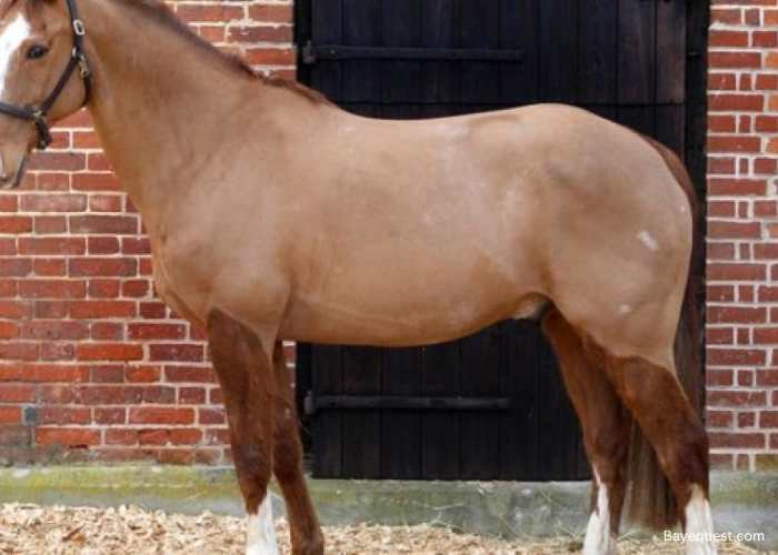 Types of Horse Clips