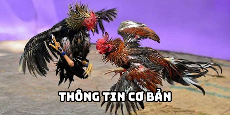 Đá gà tại nhà cái vz99 tạo được tiếng vang lớn thu hút sự quan tâm