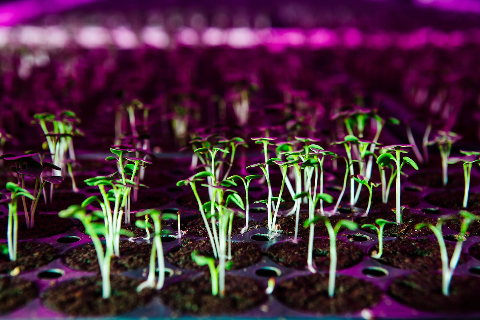 A close-up view of vibrant green seedlings sprouting from soil in a hydroponic farming setup. The plants are illuminated by pink and purple grow lights. The image highlights the early stages of plant growth in a controlled environment.