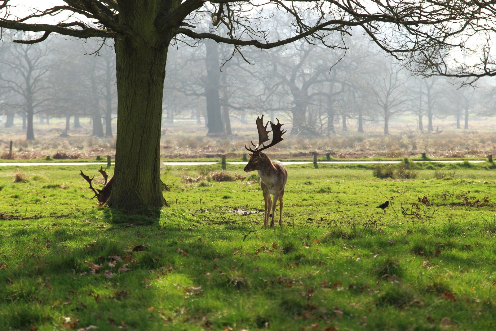 Best Time to See Deer in Richmond Park